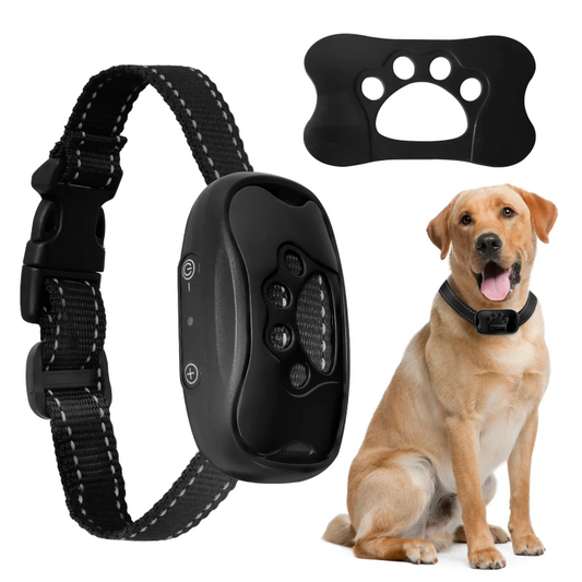 Black dog collar with remote control, black pad with paw print, and a brown dog sitting.