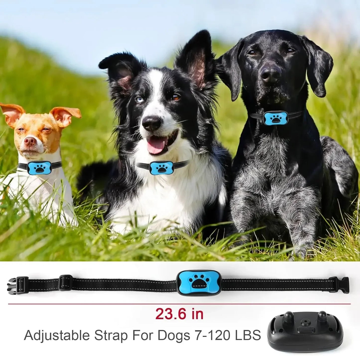 Dog wearing HushTail bark control device showing comfortable fit and design